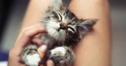 A group of cute kittens interacting.