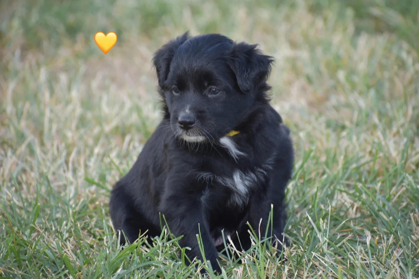 A group of energetic Australian Shepherd puppies playing together