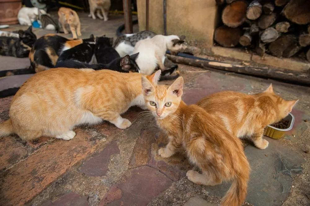 A group of feral cats sharing dry food provided by caregivers, showcasing cooperative social feeding dynamics.