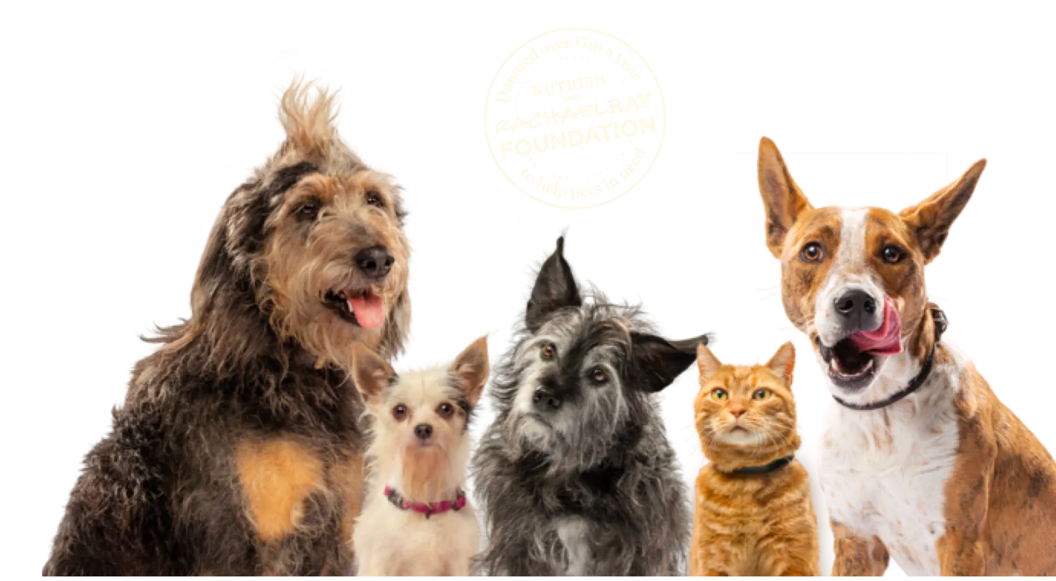A group of happy dogs and cats enjoying time together, representing the Rachael Ray Foundation's impact