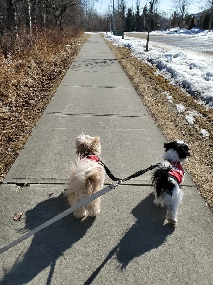 A group of happy dogs on a leash, enjoying a walk with an Edmonton dog walker