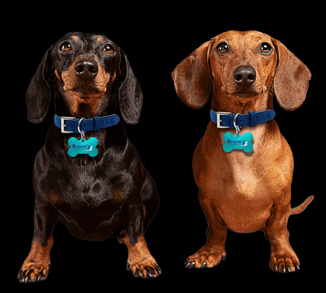 A group of happy dogs playing together in a large, open field at Bruce's Doggy Day Care