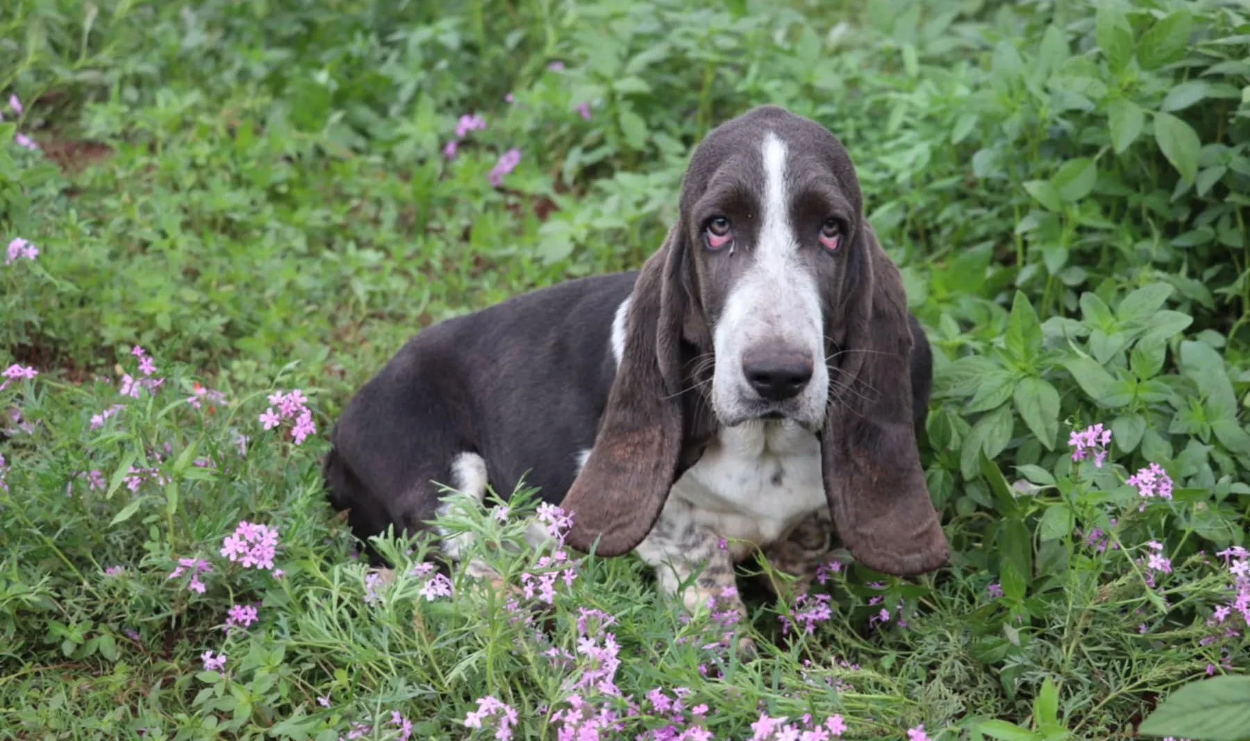 A group of happy, playful miniature Basset Hound puppies enjoying playtime with children outdoors