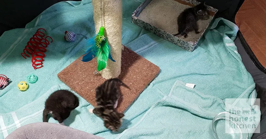 A hand holding a scoop, cleaning a cardboard litter box that contains litter and a potty pad, highlighting the importance of regular cleaning and replacement