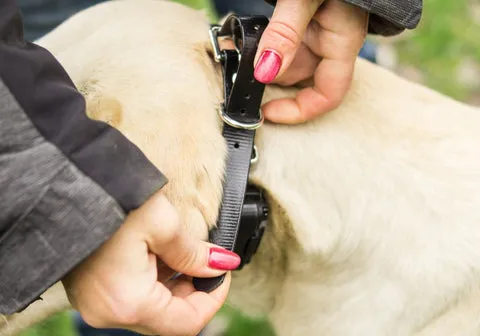 A handler carefully fitting an e-collar onto a dog's neck, ensuring proper contact and comfort