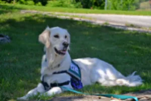 A happy assistance dog laying attentively in a lush green grass field
