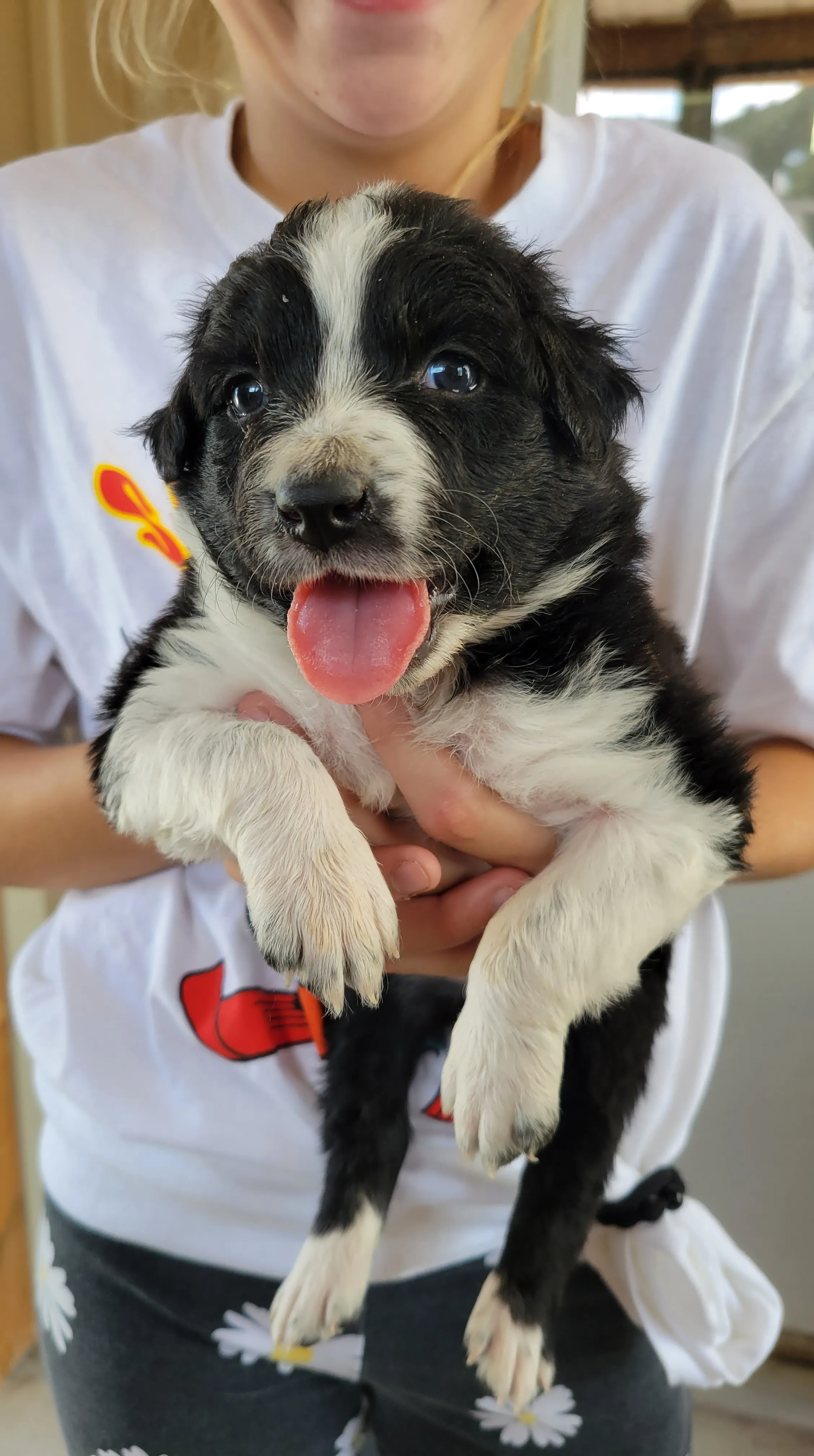 A happy Australian Shepherd Border Collie mix puppy playing on the grass with a toy