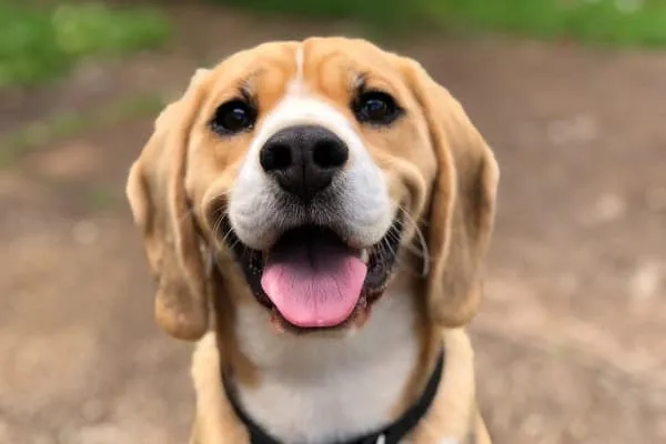A happy beagle dog looking expectantly, waiting for a healthy cooked vegetable treat.