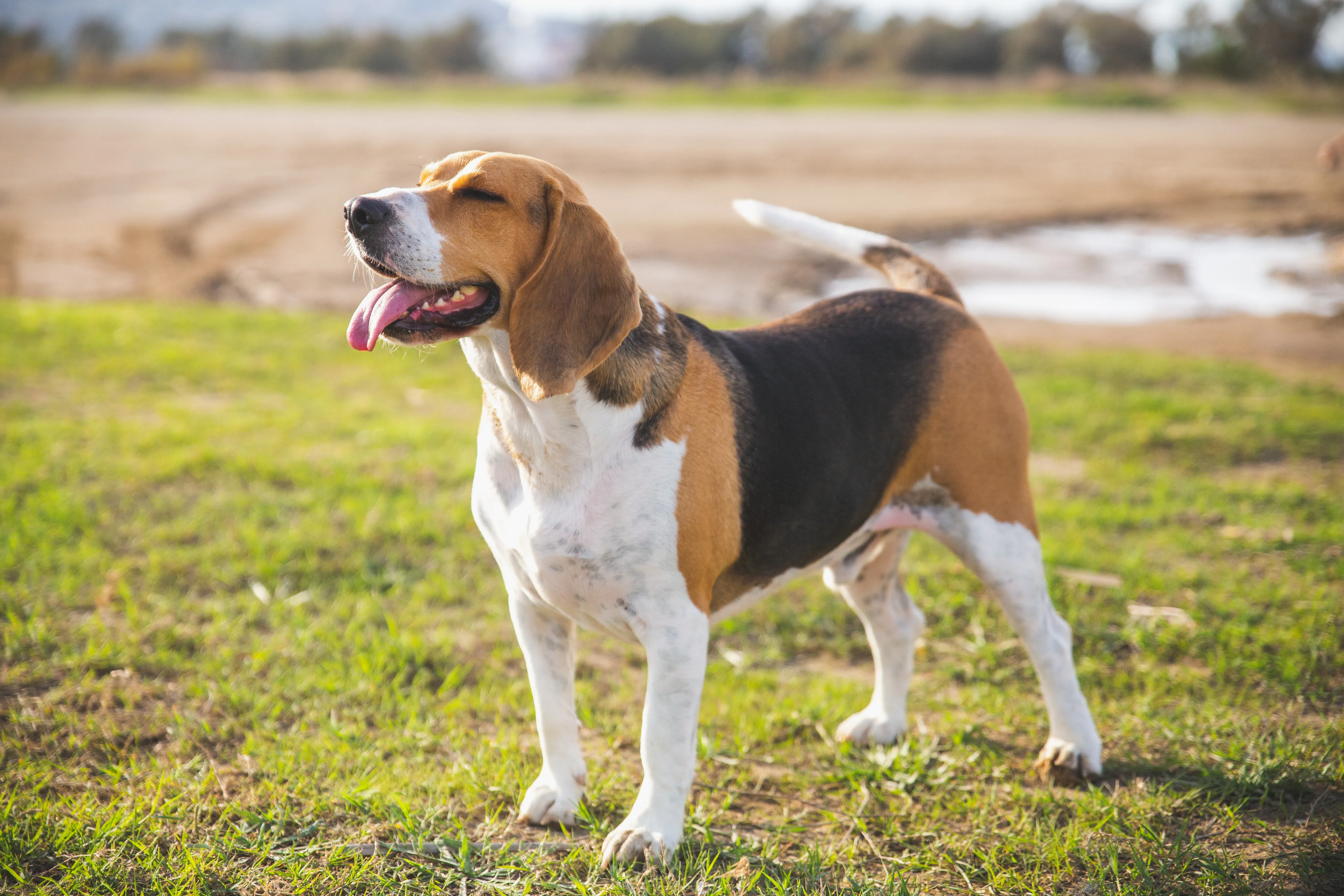A happy Beagle standing on green grass