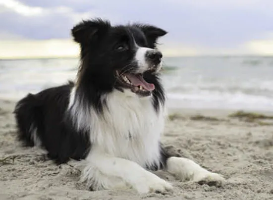 A happy Border Collie running through a field with its tongue out
