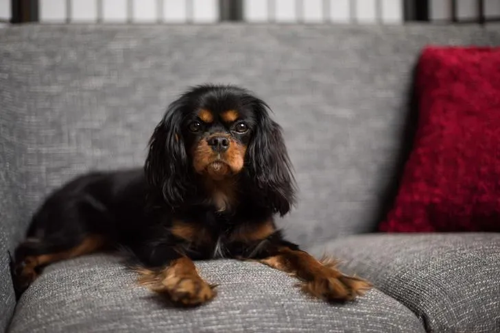 A happy Cavalier King Charles Spaniel relaxing on a cozy couch.