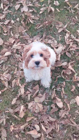 A happy Cockapoo puppy with a long, fluffy coat, posing with a toy bone in a grassy field.