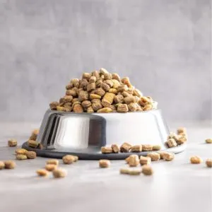 A happy Dachshund sitting next to a bowl of dry kibble, illustrating a common choice for dog owners.
