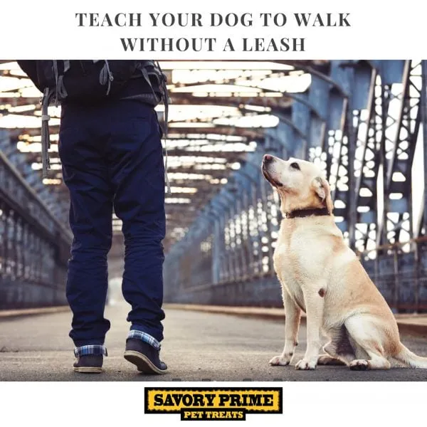 A happy dog and owner walking in a field, demonstrating successful off-leash training