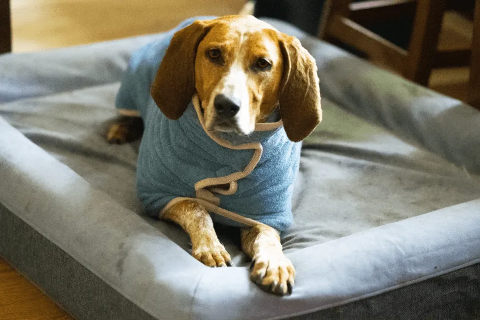 A happy dog comfortably resting on the Casper memory foam dog bed
