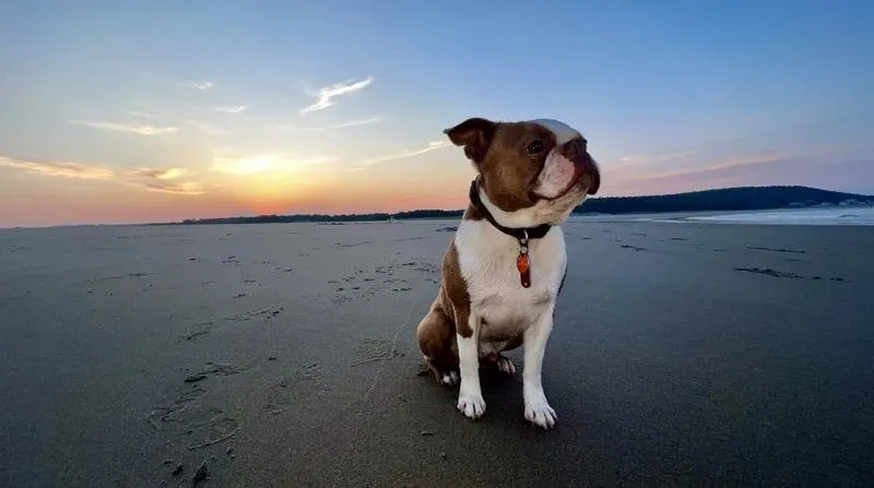 A happy dog eating enthusiastically from a bowl, highlighting improved appetite with quality food.