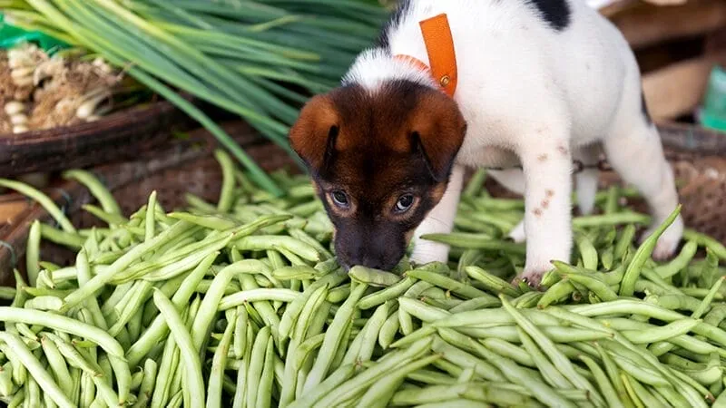 A happy dog eating green beans, enjoying a healthy snack.