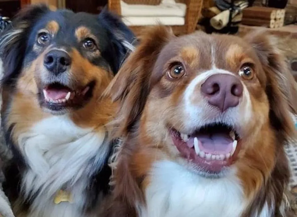 A happy dog enthusiastically eating a bowl of fresh dog food