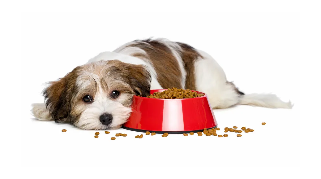 A happy dog enthusiastically eating from its bowl, illustrating a successful mealtime