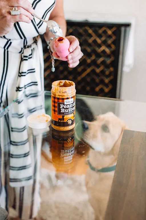 A happy dog intensely focused on a filled Kong toy