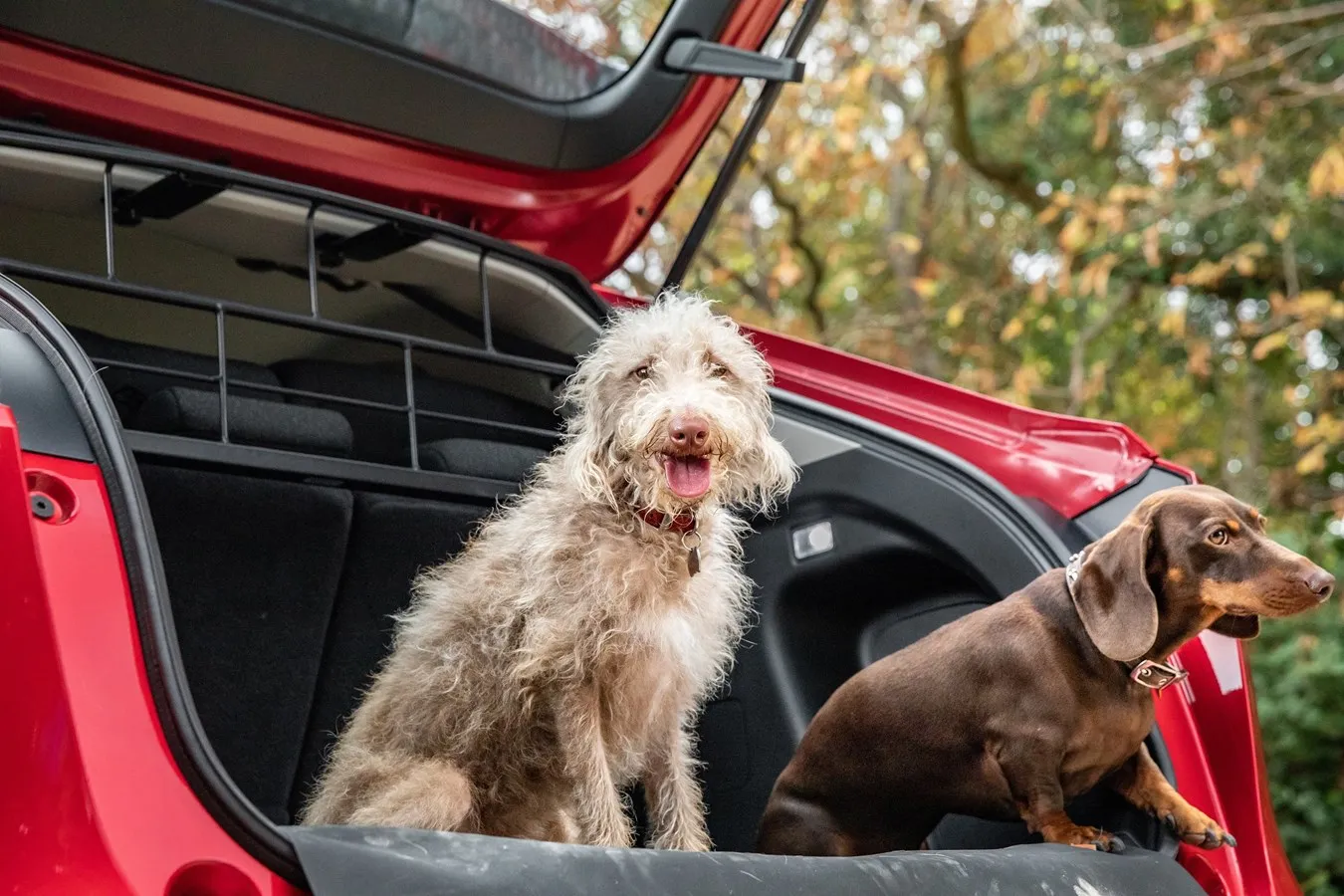 A happy dog looking out of a car window, safely restrained by an in-car accessory.