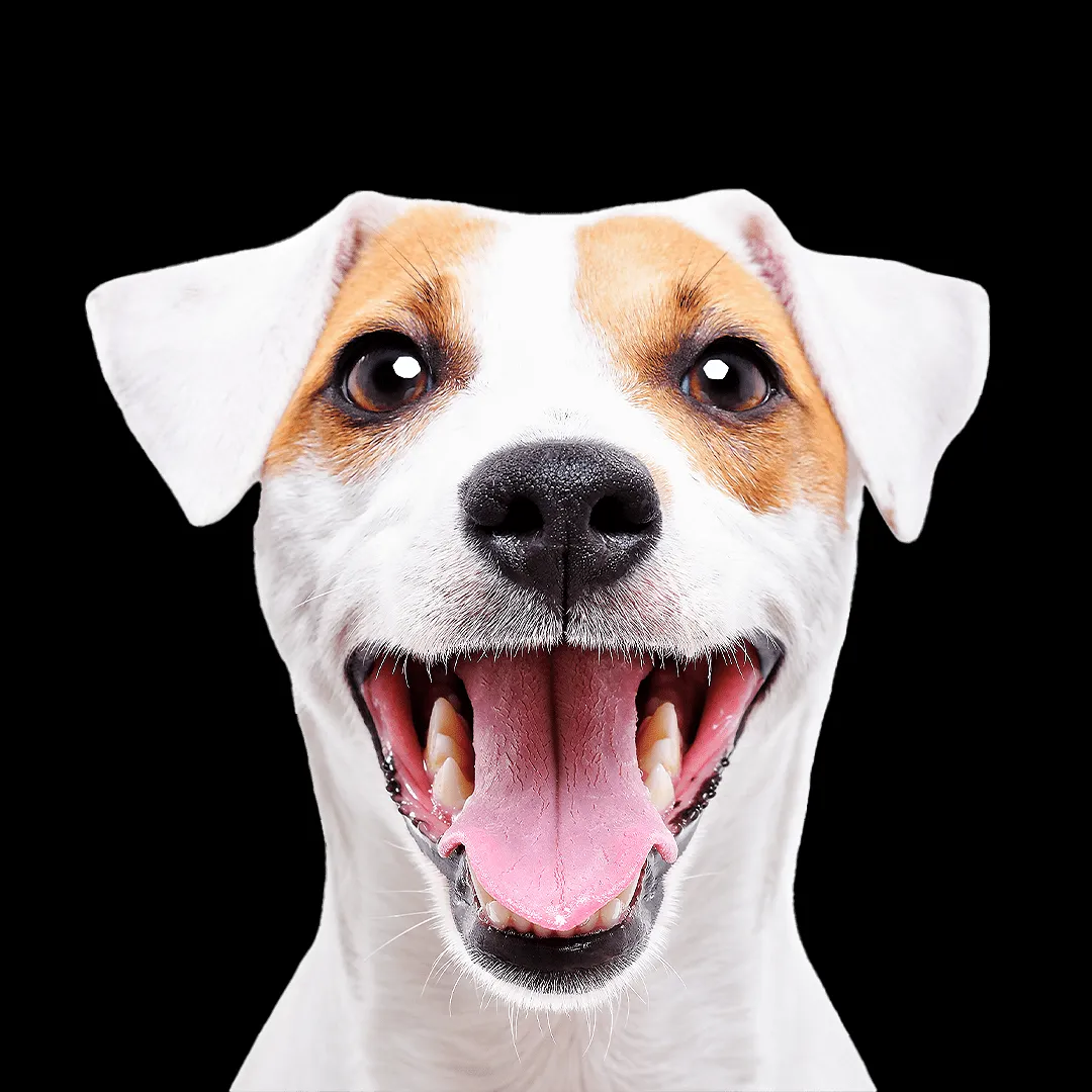 A happy dog looking relaxed after receiving care at a veterinary clinic