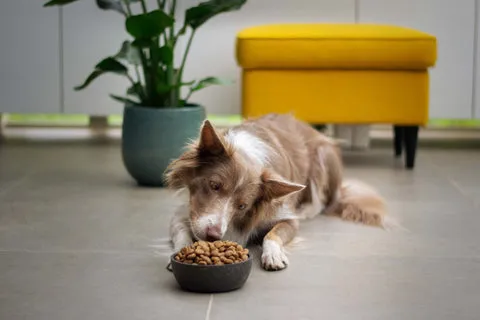 A happy dog looks attentively at his bowl full of delicious homemade food.