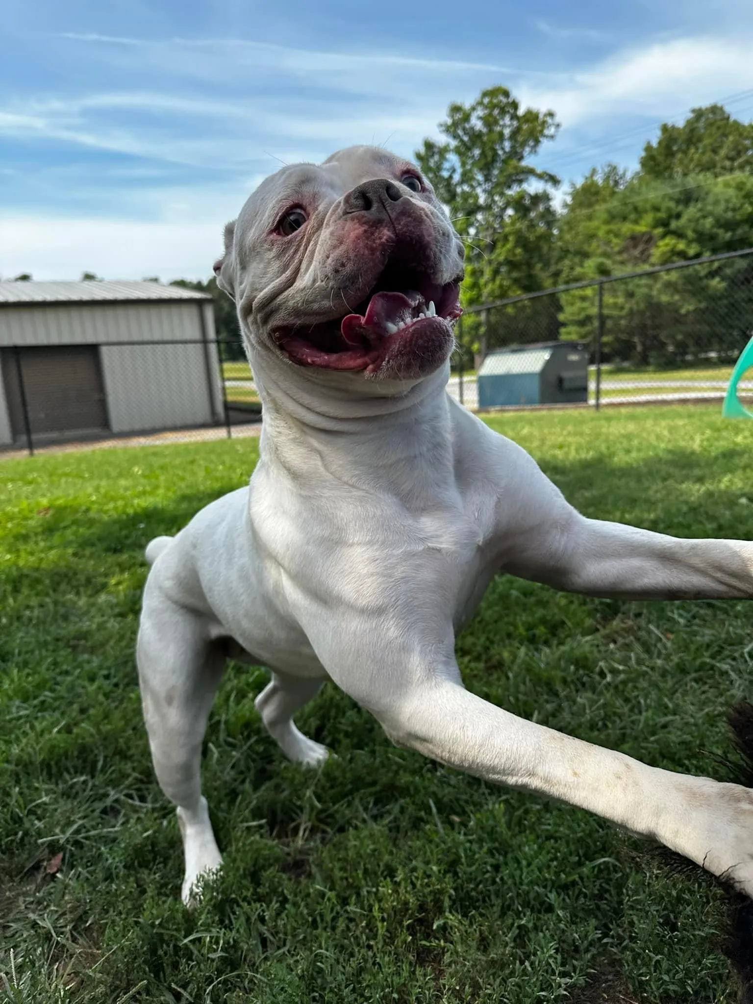 A happy dog looks out of a glass-fronted boarding room, observing its surroundings.