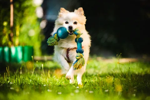 A happy dog playing fetch with a ball in a grassy backyard, showing active engagement