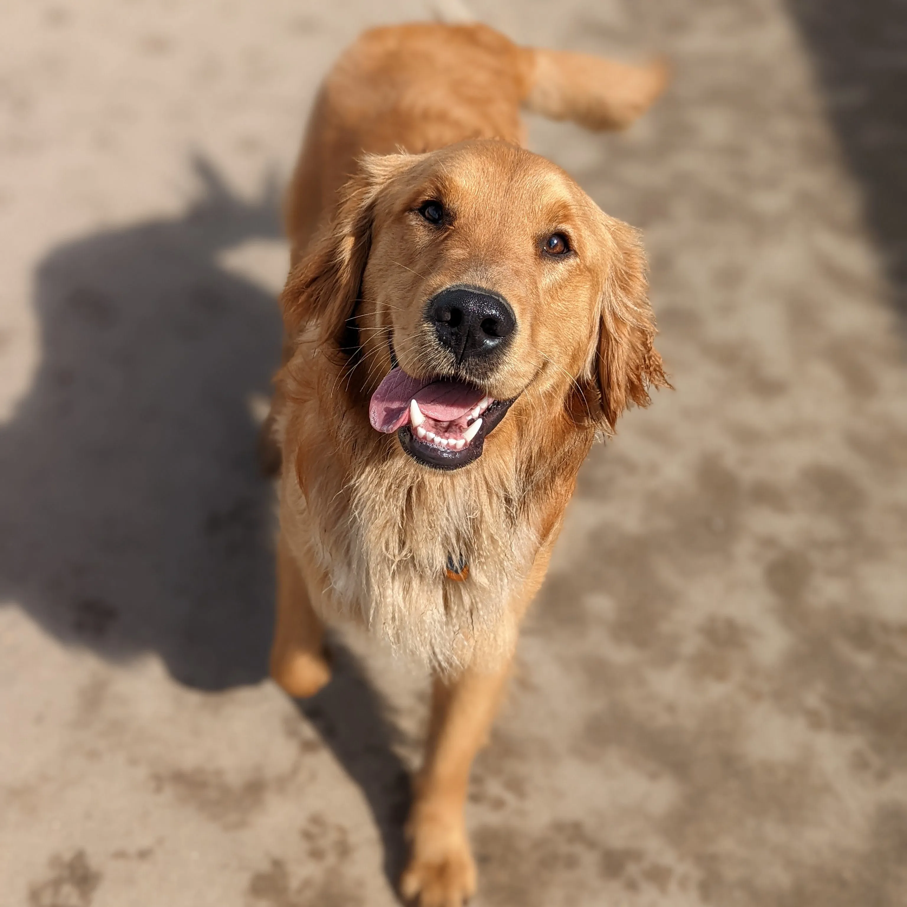 A happy dog playing joyfully in a secure and spacious outdoor area