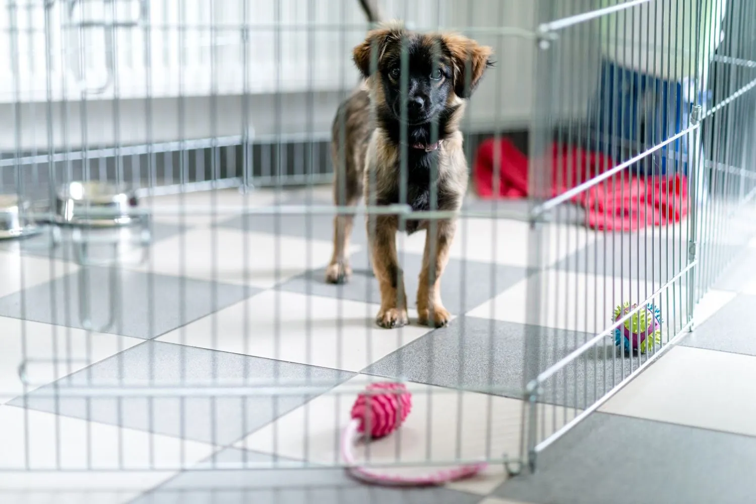 A happy dog resting calmly inside a well-ventilated home kennel, illustrating successful training.