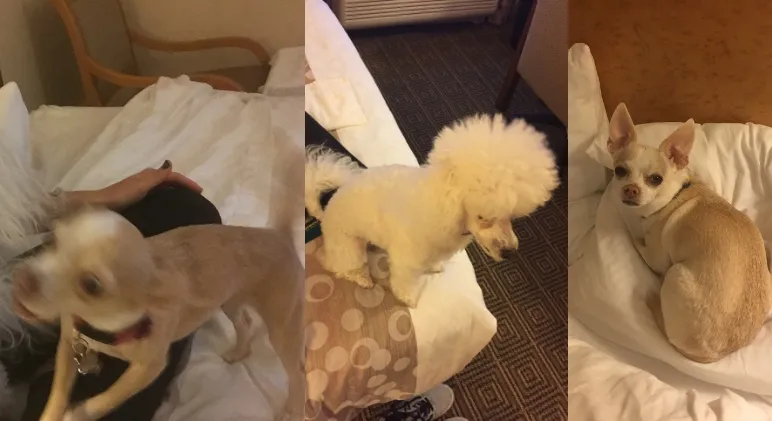 A happy dog resting comfortably on a bed, with a phone nearby showing a photo update from a Rover pet sitter.