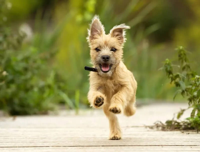 A happy dog running across a path at a dog park, illustrating the joy of physical activity.
