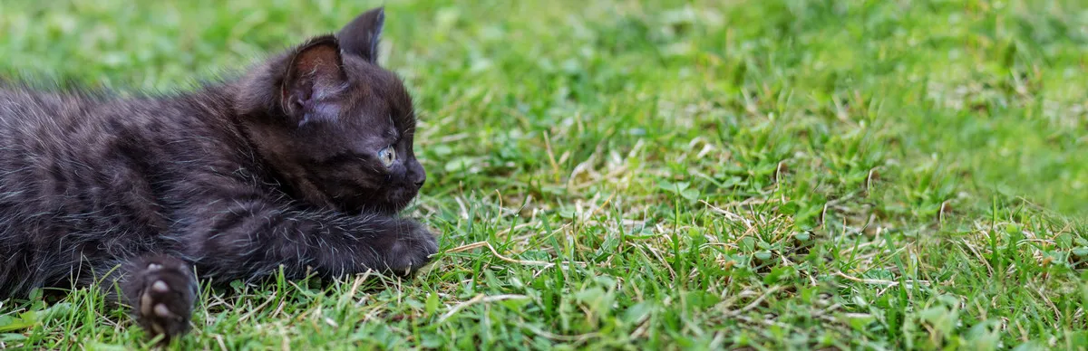 A happy dog running in a grassy field, symbolizing pet wellness and joy.