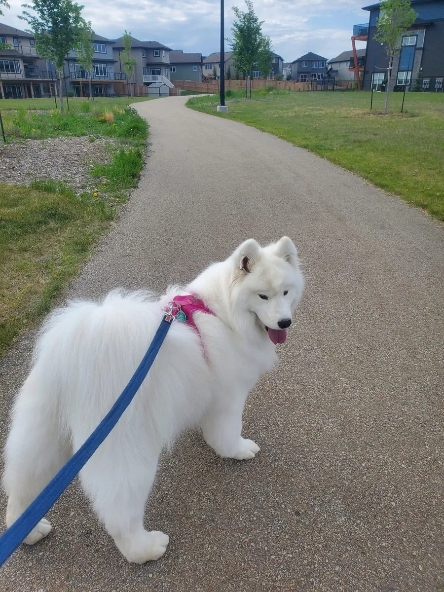 A happy dog sitting on a vibrant green lawn with its owner in Edmonton, Alberta