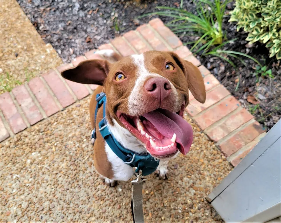 A happy dog smiling during a Rover dog walking session