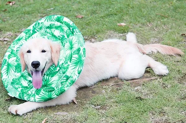 A happy dog wearing a comfortable soft recovery cone, lying down peacefully.