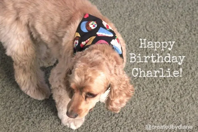 A happy dog wearing a festive neckerchief adorned with cupcake designs.