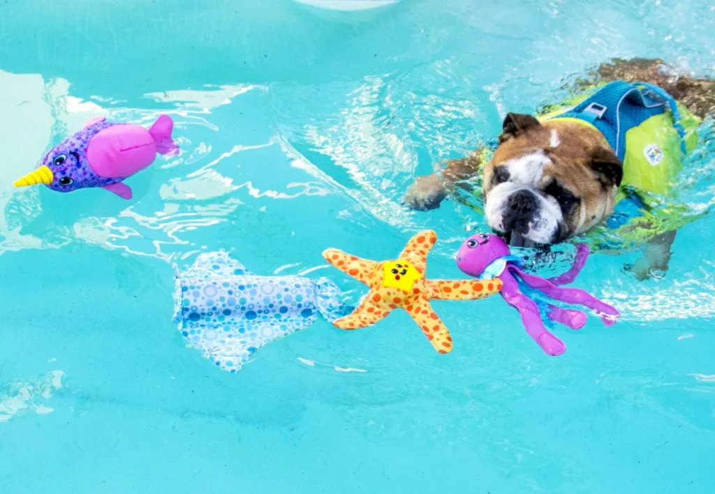 A happy dog wearing a standly dog life vest, swimming in a lake with gentle ripples
