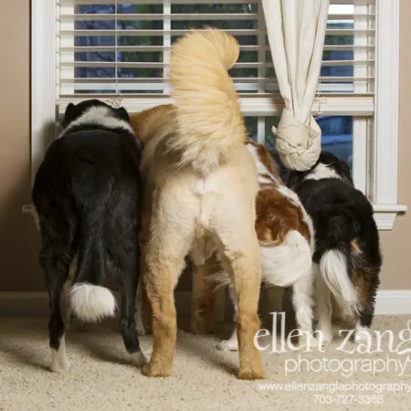 A happy family of five dogs including a Border Collie mix, a German Shepherd Chow mix, and two King Cavalier Terriers posing together in an outdoor setting.