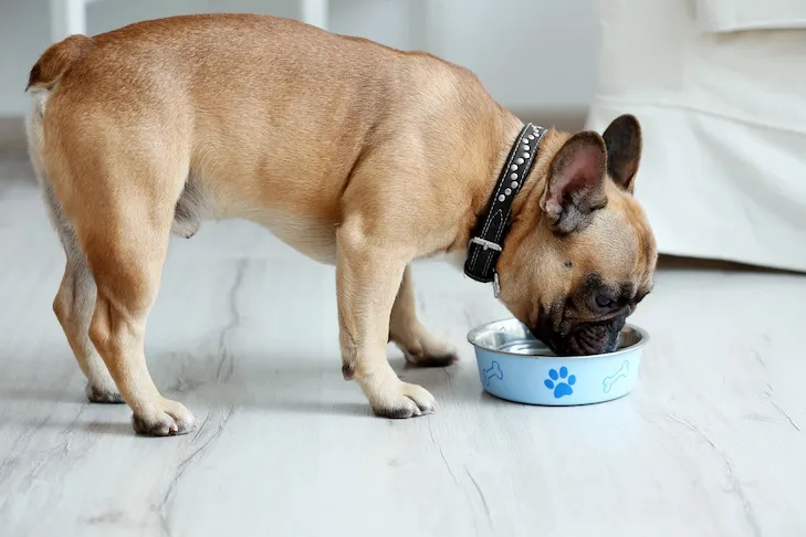A happy French Bulldog enjoys a nutritious meal from its bowl at home.