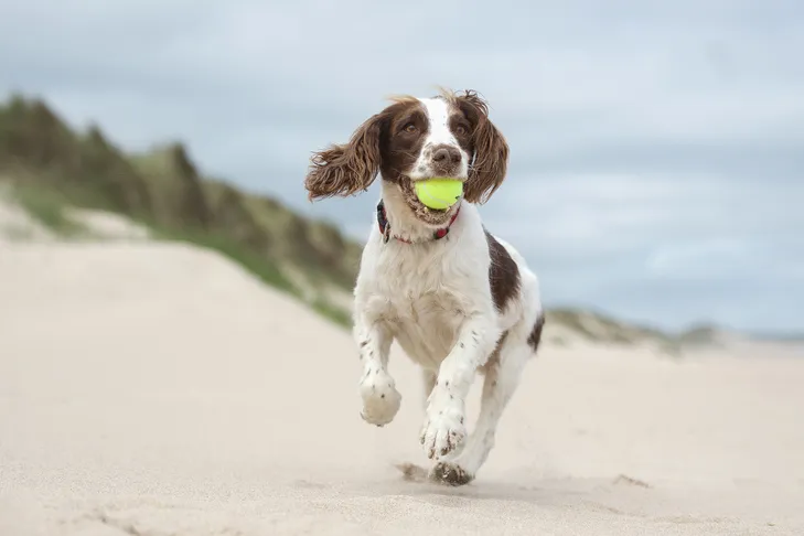 A happy French Spaniel retrieving a tennis ball on a sandy beach.