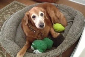 A happy Golden Retriever posing with a professional, possibly a vet or trainer