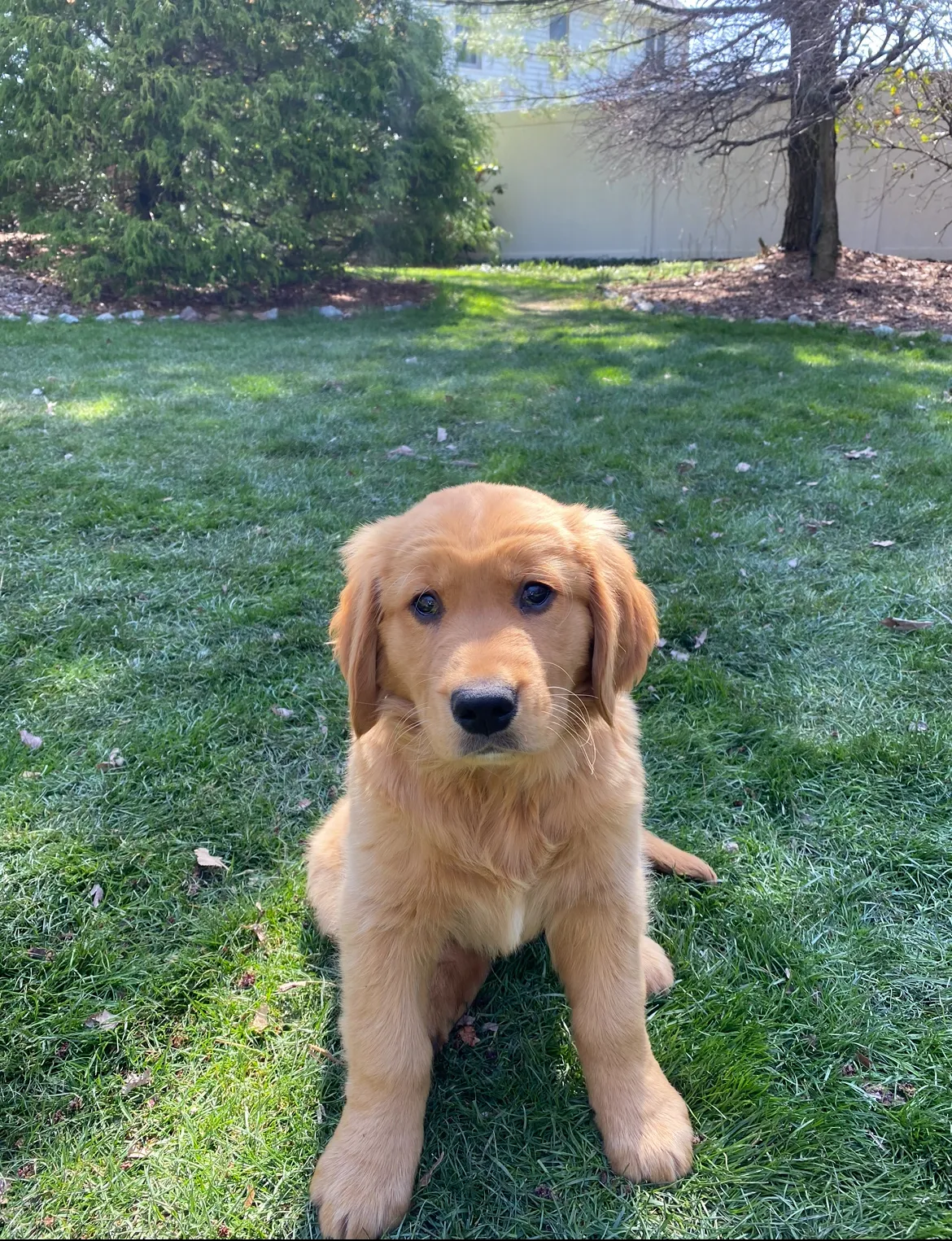 A happy Golden Retriever puppy named Theo, with bright eyes and soft golden fur