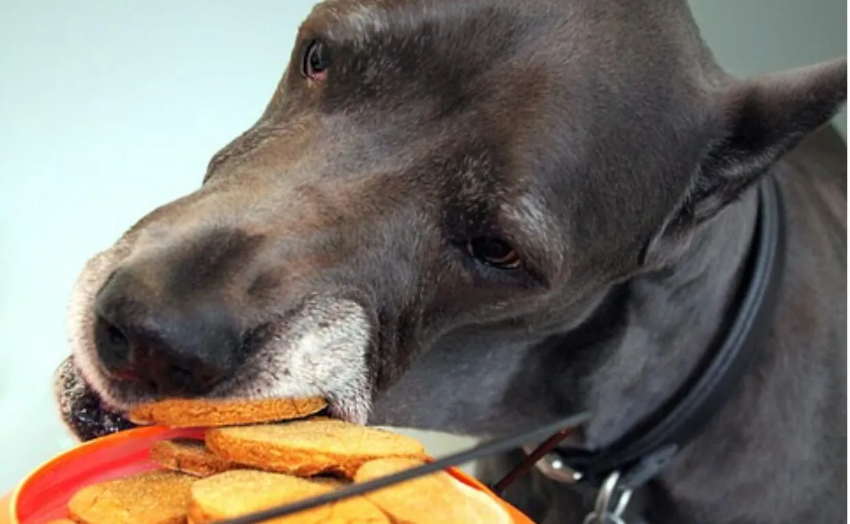 A happy Great Dane enjoying a pumpkin treat, a healthy and easily digestible option.
