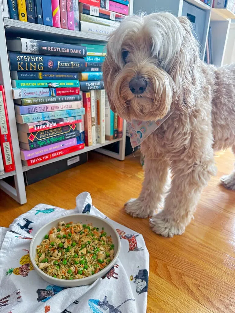 A happy Labradoodle, Winnie, sitting patiently by a bowl of chicken and rice with vegetables, looking up expectantly.