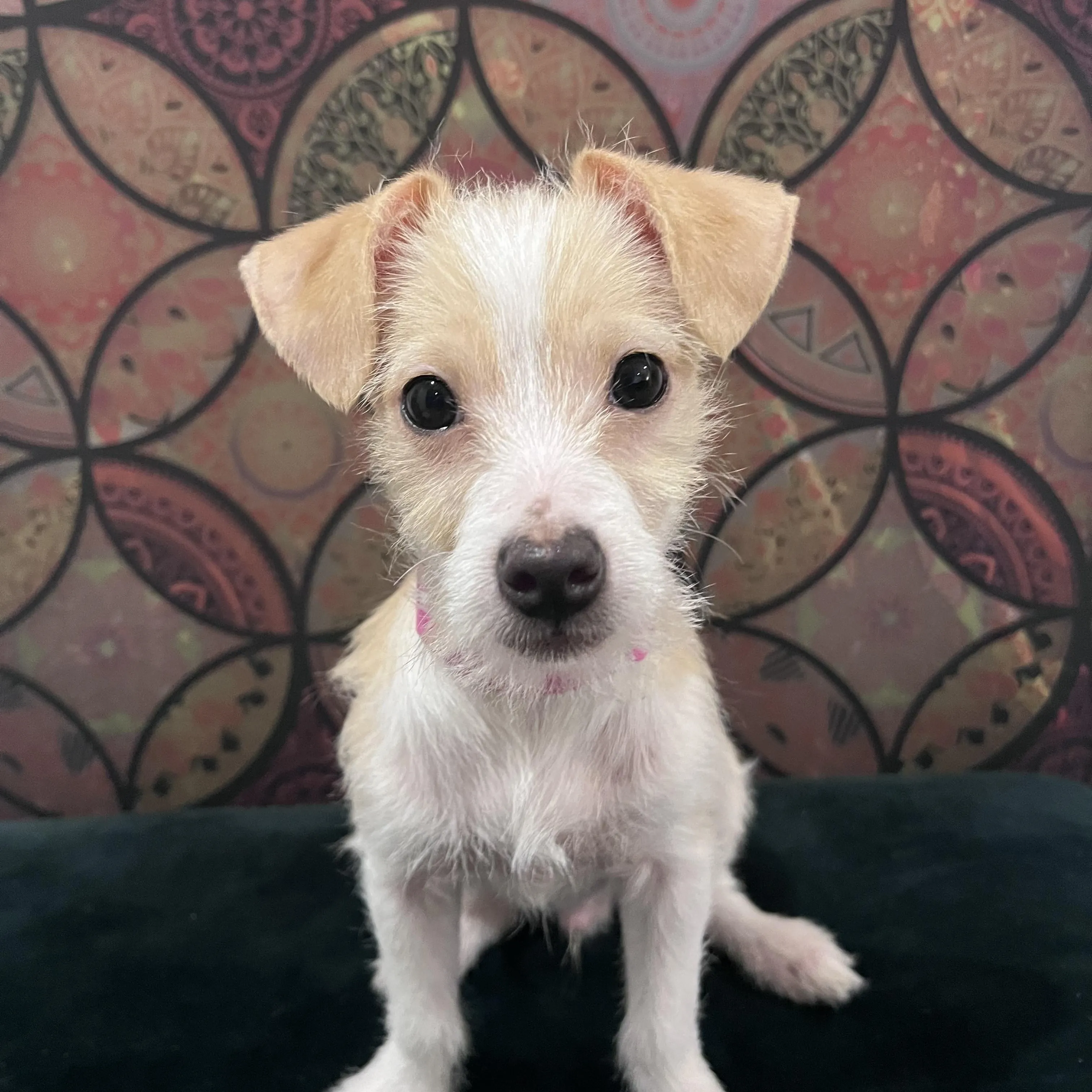 A happy mixed-breed puppy enjoys playing in a garden, looking healthy and energetic.