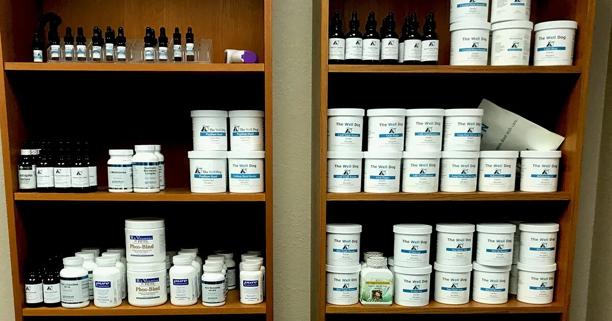 A happy older dog enjoying a gentle walk with its owner in a park