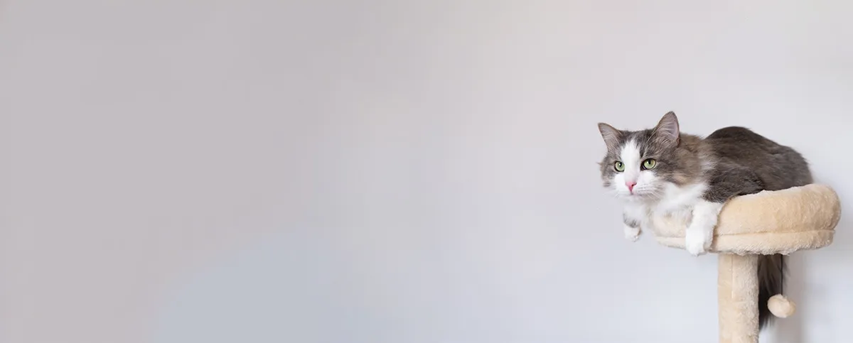 A happy pet with a veterinary professional