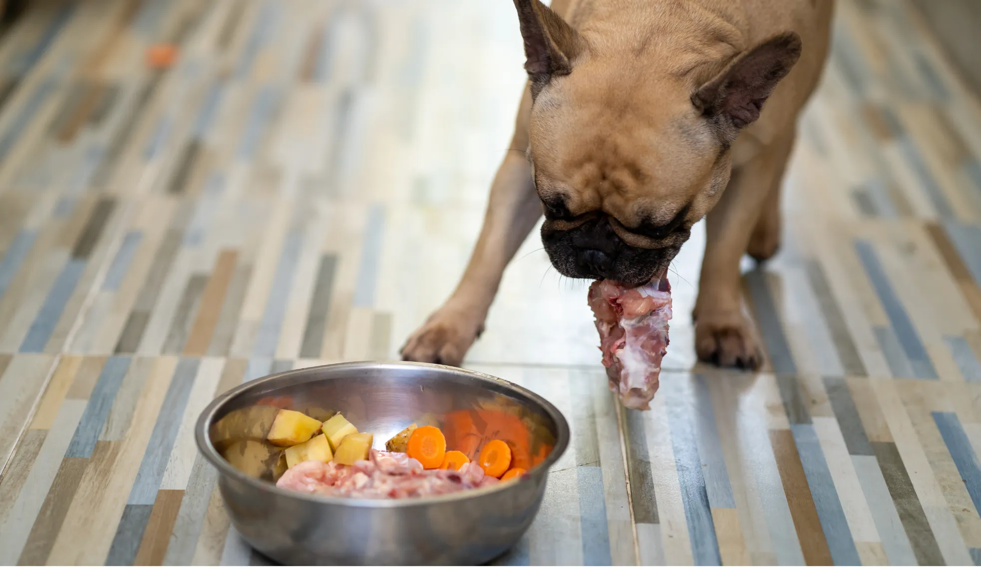A happy pug enjoys a fresh, homemade grain-free meal prepared with care.
